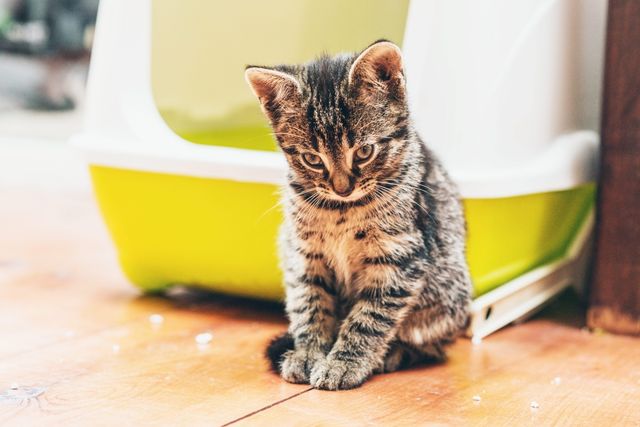 Kattunge som sitter utanför kattlådan