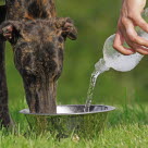 Hund som dricker, kan vara tecken på livmoderinflammation hos hund.