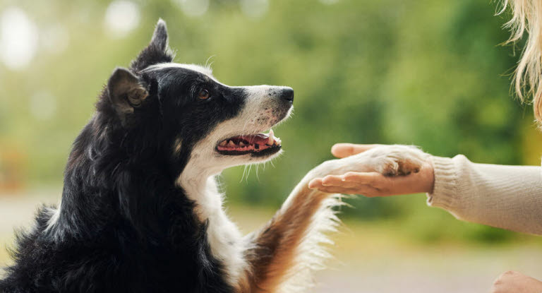 Hund med tass i mattes hand.