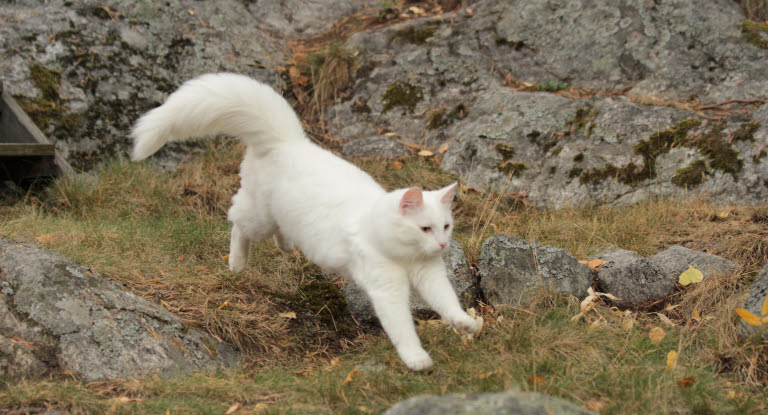 Katt landar på fötterna