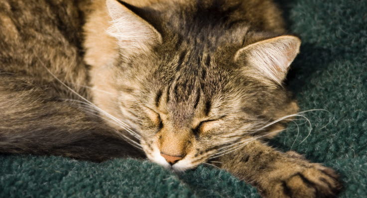 varför sover katter så mycket