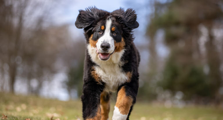 FCP är en vanlig orsak till hälta hos unga, växande hundar, särskilt större raser