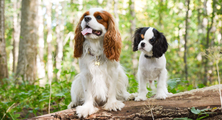 Två Cavalier King Charles Spaniel på en nedfallen trädstam.