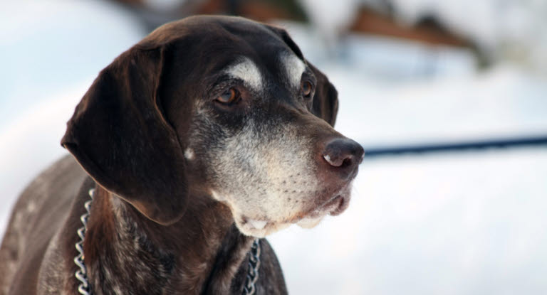 Att avliva sin hund är ett tufft beslut