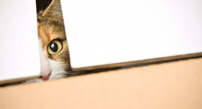 Varför gömmer sig katten?