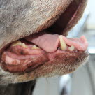 Tandköttsinflammation (gingivit) hos hund orsakas främst av bakteriebeläggningar i anslutning till tandköttskanten.