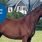 Brun häst i gräshage.