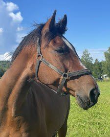 Närbild på Lucky Marcos huvud.