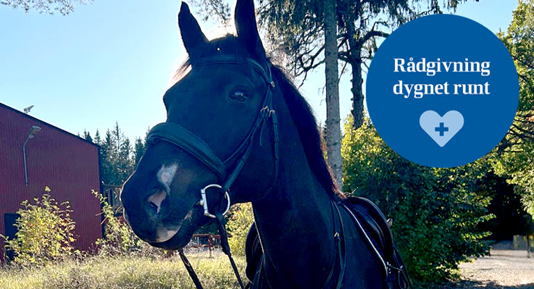 Brun, tränsad häst bredvid rund illustration med texten "Rådgivning dygnet runt".