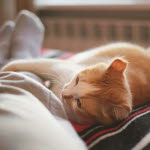 Katt i hemmet, trots allergi?