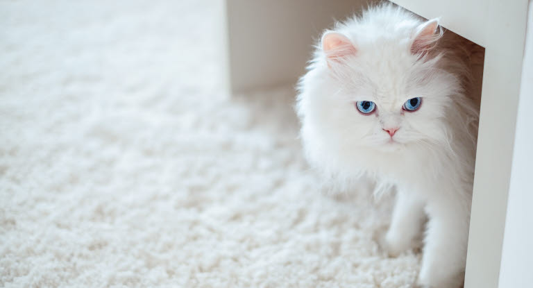 Vit katt med blå ögon som är döv.