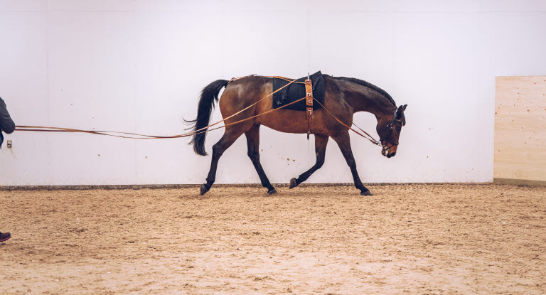 Tömköra är bra träning för häst.