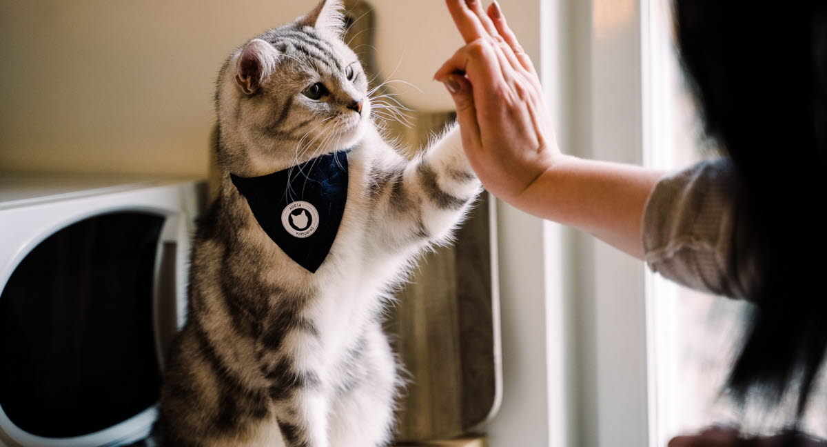 Agria Kattparad till förmån för hemlösa katter - Agria Djurförsäkring