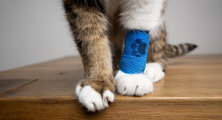 Vassa föremål kan fastna i huden på katten