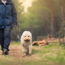 En hund som är kopplad