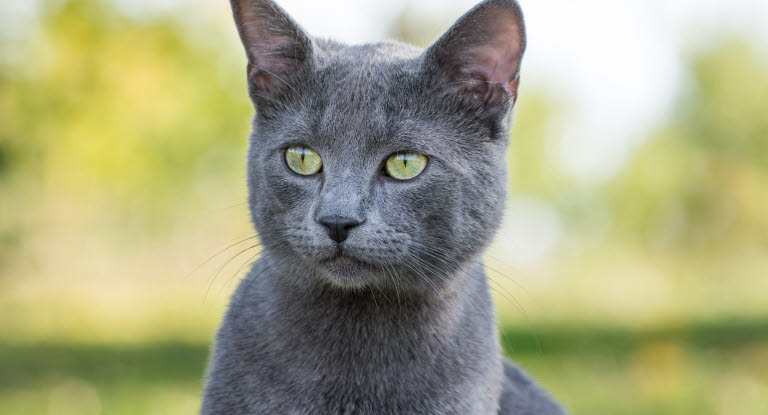 Kattrasen Russian Blue