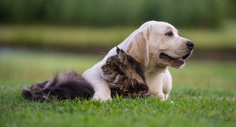 Katt och hund som är med i Agria Breeders Club.