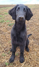 Valpen Balder tittar in i kameran.