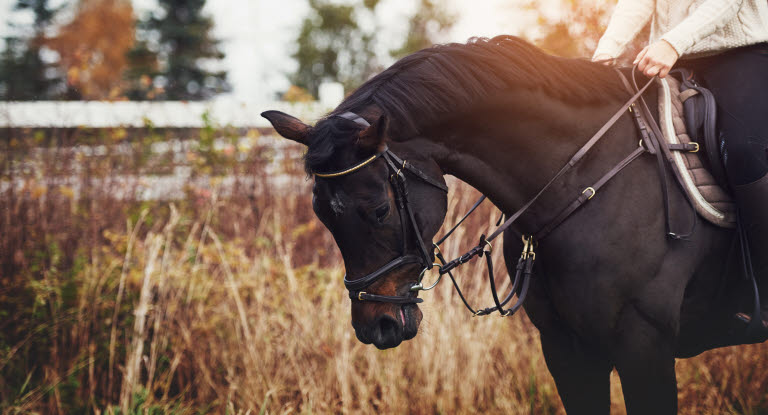 Häst och ryttare gör övningar som är bra för hästens rygg.