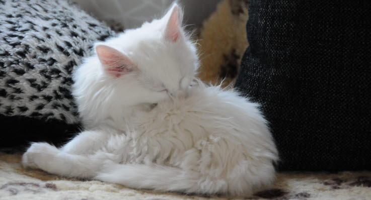 varför tappar katten så mycket hår varför tappar katten så mycket hår