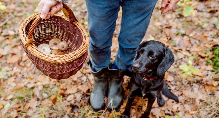 Hund med sin ägare i skogen, ägaren håller i en svampkorg.