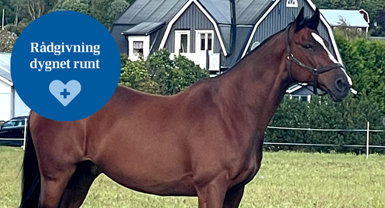 Brun häst i gräshage.