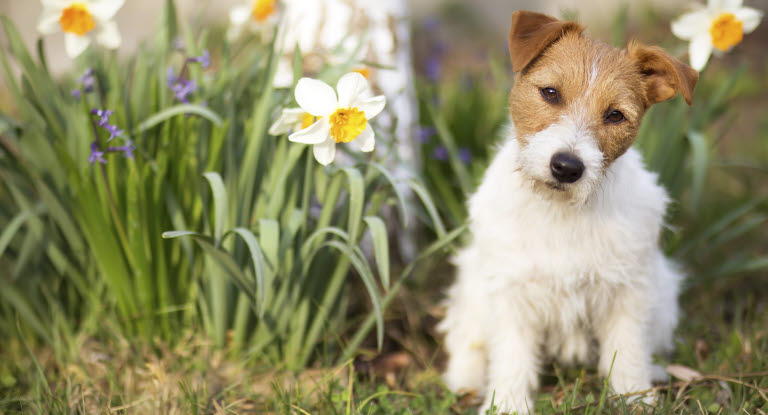 Jack russell terriervalp sitter på en blomsteräng.