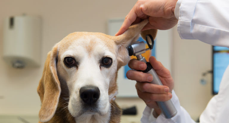 Hund blir undersökt hos veterinären.