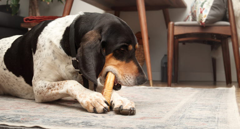 Hundar kan drabbas av Fanconis syndrom av att äta hundgodis eller tuggben med torkad kyckling på.