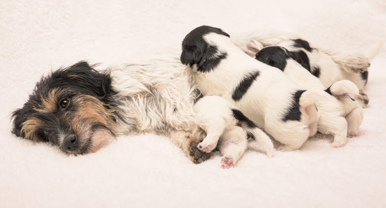 Valpar kan smittas av spolmask redan i livmodern eller via modersmjölken.