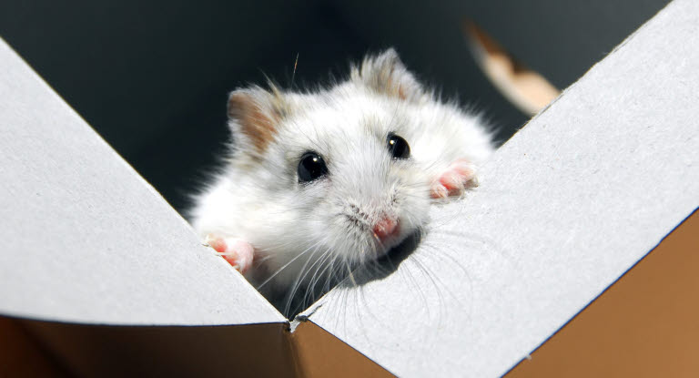 Håravfall och hudproblem kan drabba hamstrar