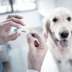 Veterinär tar tempen på hund.