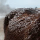 Om vädret tillåter kan du låta hästen gå utan täcke för att påskynda fällningsprocessen.