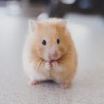 Liten guldhamster, så tar du hand om en hamster.