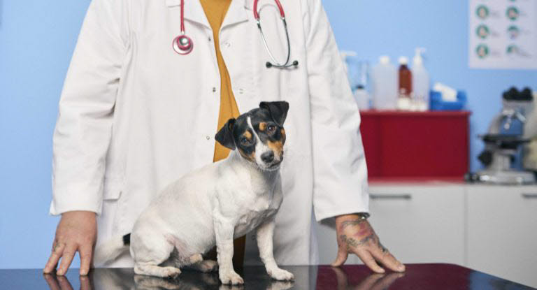 Vaccinera din hund kostnadsfritt mot kennelhosta.