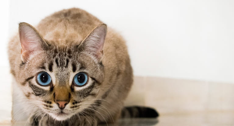 Katt med bukspottkörtelinflammation