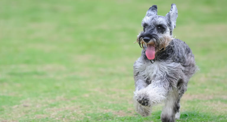 Dvärgschnauzer är en av de som lever allra längst
