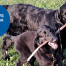 Valpen Balder leker med en annan hund.