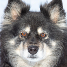 Årets bragdhund 2023 Saiva räddade sin matte från att frysa ihjäl. 