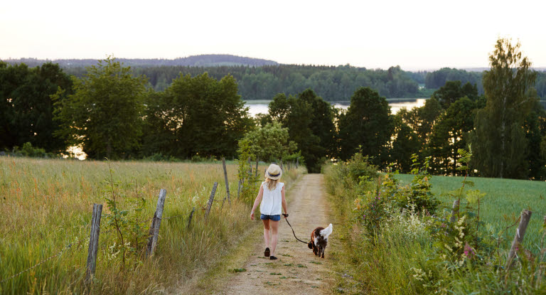 Hund som är ute på promenad på sommaren ska undvika att äta paddor.