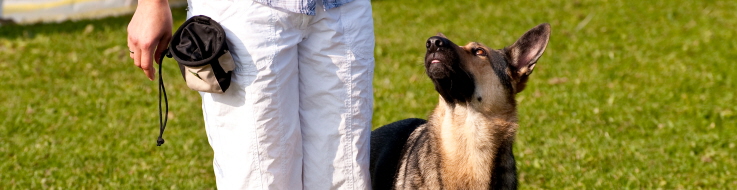 Hund och matte tränar aktivering.