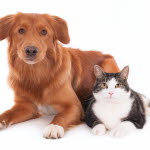 Beviljade forskningsprojekt för 2017 för hund och katt.