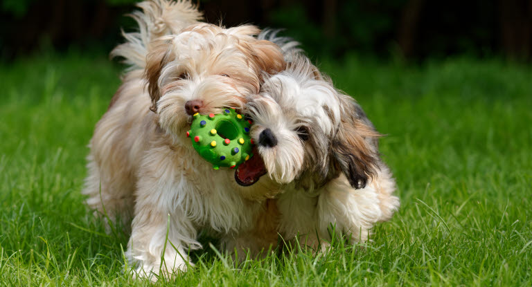 Två bichon havanaisvalpar leker med en boll.