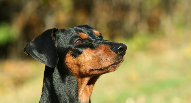 En hund med ett friskt öga utan vagel