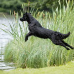 Flatcoated retriever som vattenapporterar på jakt.