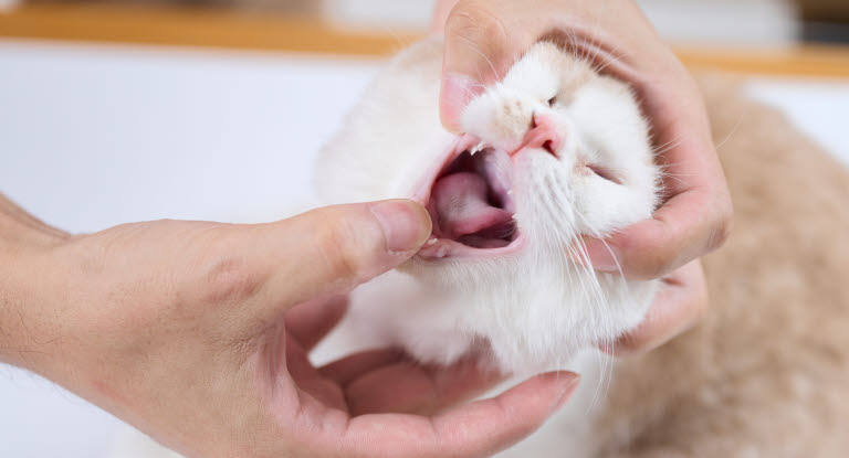 Katt som satt i halsen blir undersökt i munnen.