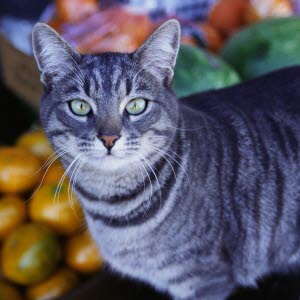 katt hostar konstigt katt hostar konstigt