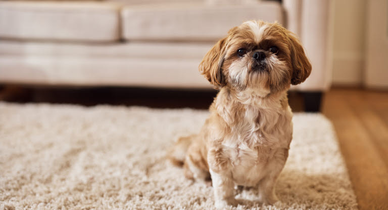 Shih tzu sitter på mattan i vardagsrummet.