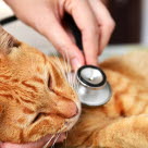 Katt i chocktillstånd behöver akut vård