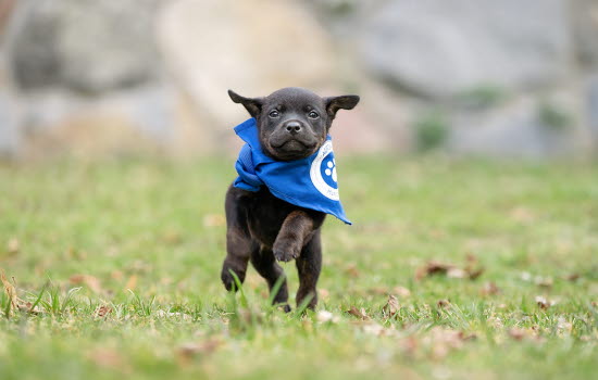 Valp som går Agria Hundpromenad